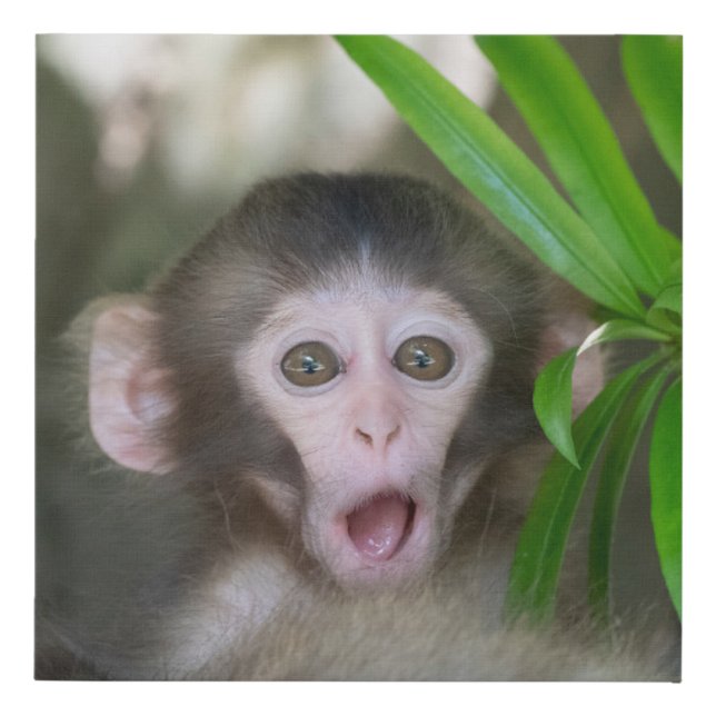Cutest Baby Animals | Surprised Snow Monkey Faux Canvas Print (Front)
