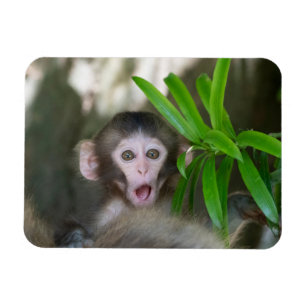 Cutest Baby Animals Surprised Snow Monkey Magnet