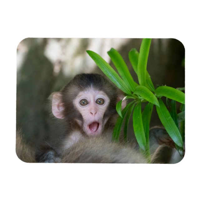 Cutest Baby Animals | Surprised Snow Monkey Magnet (Horizontal)