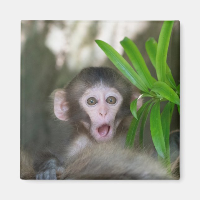 Cutest Baby Animals | Surprised Snow Monkey Magnet (Front)