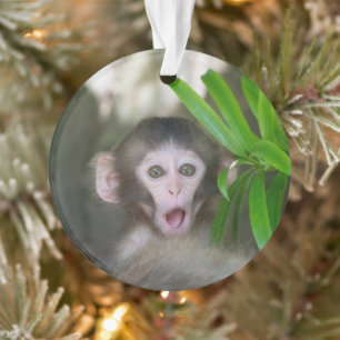 Cutest Baby Animals   Surprised Snow Monkey Ornament
