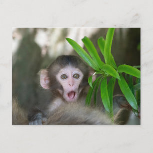 Cutest Baby Animals Surprised Snow Monkey Postcard