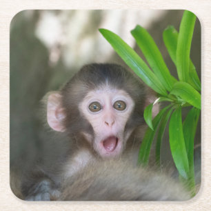 Cutest Baby Animals   Surprised Snow Monkey Square Paper Coaster