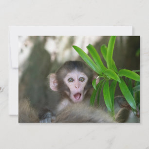 Cutest Baby Animals   Surprised Snow Monkey Thank You Card