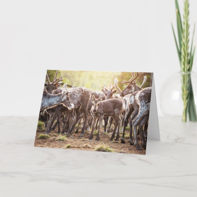 Cutest Baby Animals | Svalbard Reindeer Card (Front)