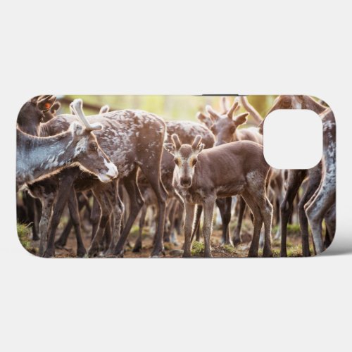 Cutest Baby Animals  Svalbard Reindeer iPhone 13 Case