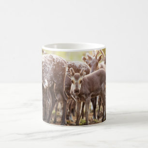 Cutest Baby Animals Svalbard Reindeer Coffee Mug