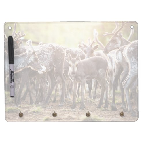 Cutest Baby Animals  Svalbard Reindeer Dry Erase Board With Keychain Holder