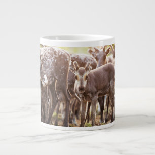 Cutest Baby Animals   Svalbard Reindeer Giant Coffee Mug