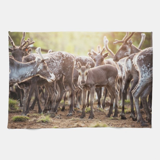 Cutest Baby Animals | Svalbard Reindeer Kitchen Towel (Horizontal)
