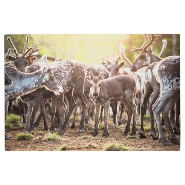 Cutest Baby Animals | Svalbard Reindeer Metal Print (Front)