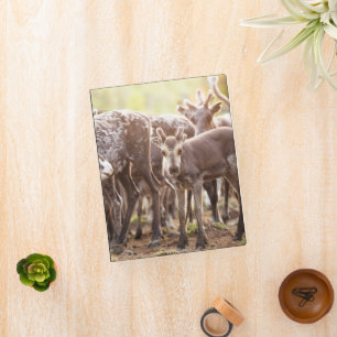 Cutest Baby Animals Svalbard Reindeer Mini Binder