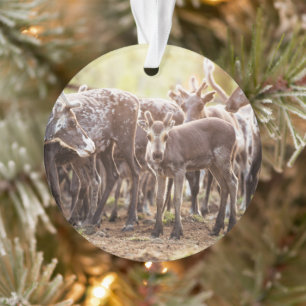 Cutest Baby Animals Svalbard Reindeer Ornament