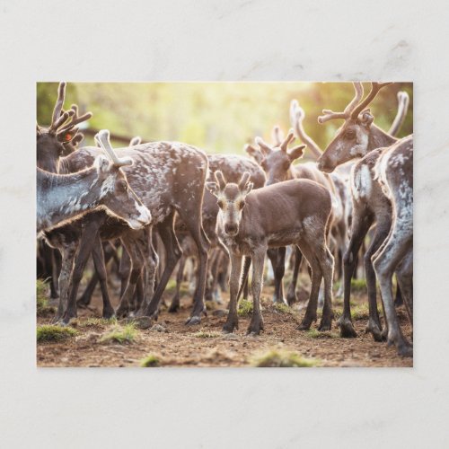 Cutest Baby Animals  Svalbard Reindeer Postcard