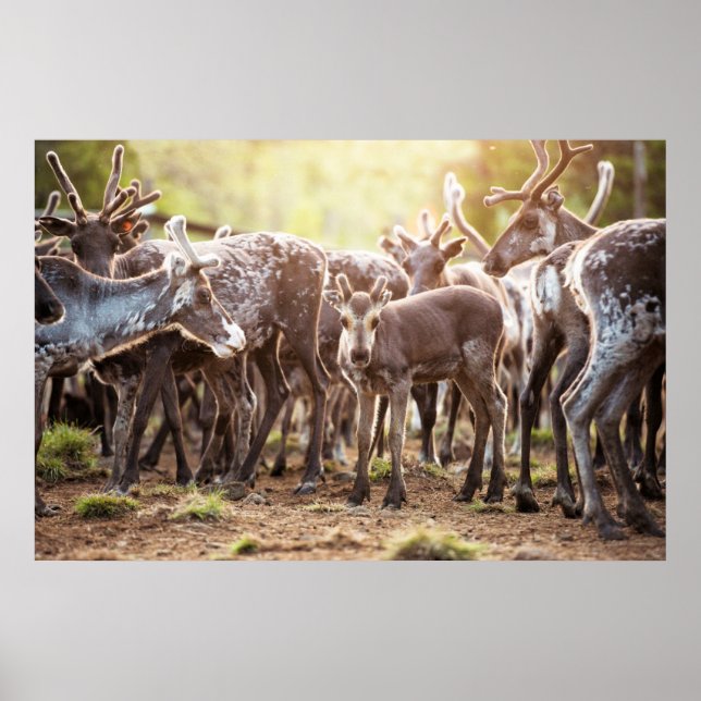 Cutest Baby Animals | Svalbard Reindeer Poster (Front)
