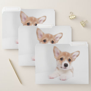 Cutest Baby Animals   Sweet Baby Corgi File Folder