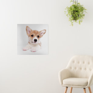 Cutest Baby Animals Sweet Baby Corgi Foam Board