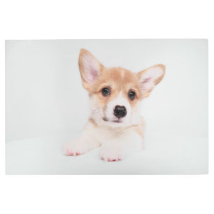 Cutest Baby Animals Sweet Baby Corgi Metal Print