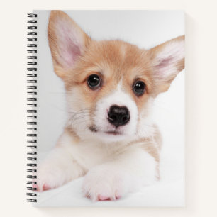 Cutest Baby Animals Sweet Baby Corgi Notebook