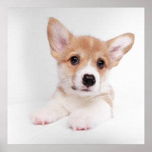 Cutest Baby Animals Sweet Baby Corgi Poster