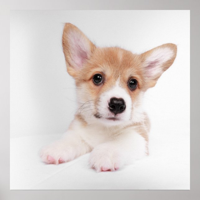 Cutest Baby Animals | Sweet Baby Corgi Poster (Front)