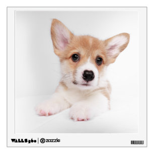 Cutest Baby Animals Sweet Baby Corgi Wall Decal