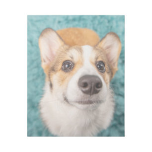 Cutest Baby Animals Sweet Corgi Puppy Face Gallery Wrap