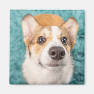 Cutest Baby Animals   Sweet Corgi Puppy Face Magnet