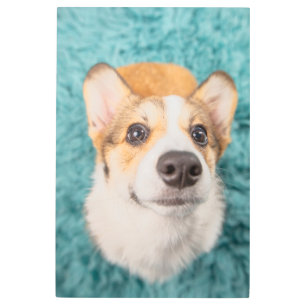 Cutest Baby Animals Sweet Corgi Puppy Face Metal Print