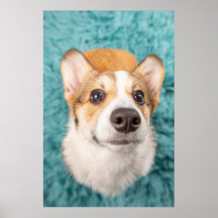 Cutest Baby Animals   Sweet Corgi Puppy Face Poster