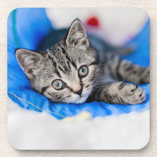 Cutest Baby Animals | Tabby Kitten in Play Tunnel Beverage Coaster (Front)