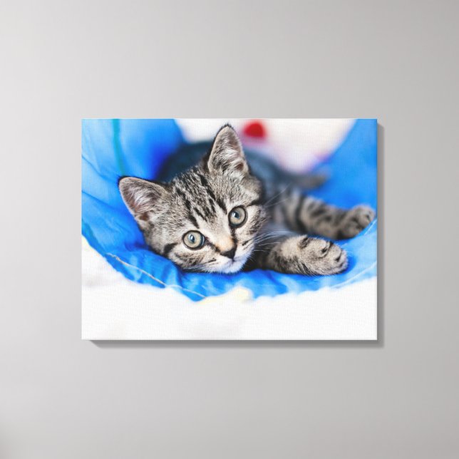 Cutest Baby Animals | Tabby Kitten in Play Tunnel Canvas Print (Front)