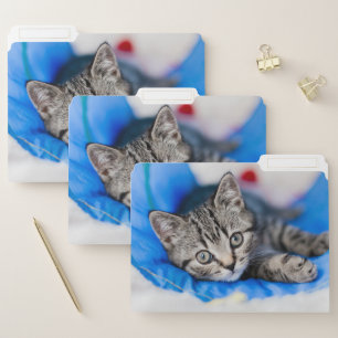 Cutest Baby Animals   Tabby Kitten in Play Tunnel File Folder