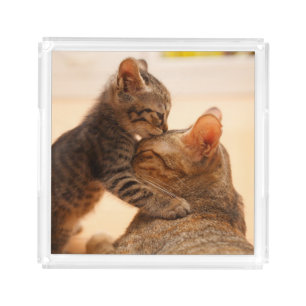 Cutest Baby Animals   Tabby Kitten Kiss Acrylic Tray