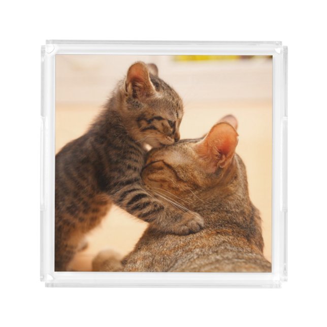 Cutest Baby Animals | Tabby Kitten Kiss Acrylic Tray (Front)