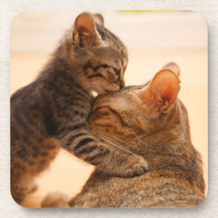 Cutest Baby Animals   Tabby Kitten Kiss Beverage Coaster