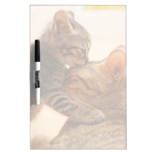 Cutest Baby Animals  Tabby Kitten Kiss Dry Erase Board