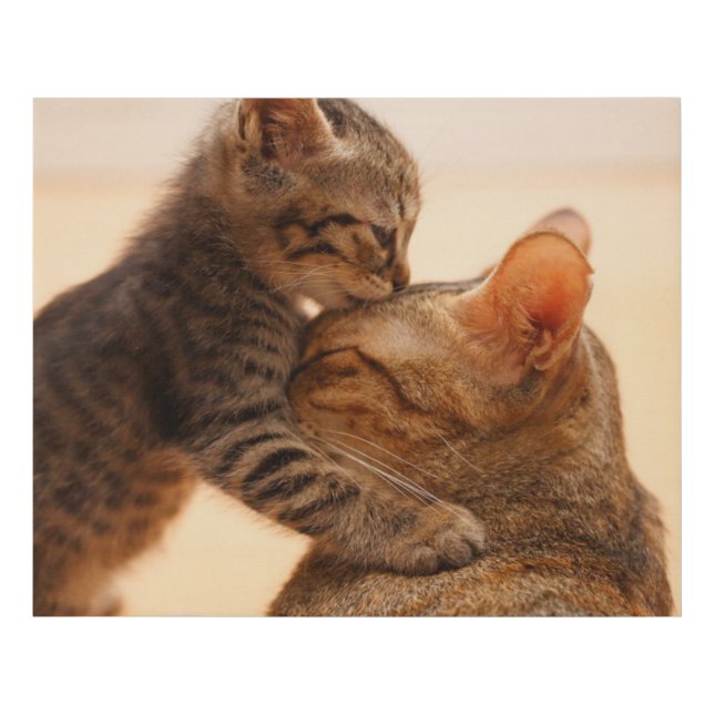 Cutest Baby Animals | Tabby Kitten Kiss Faux Canvas Print (Front)