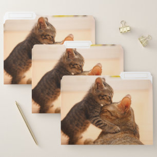 Cutest Baby Animals Tabby Kitten Kiss File Folder