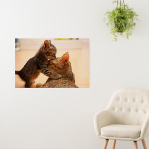 Cutest Baby Animals   Tabby Kitten Kiss Foam Board