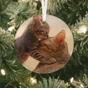 Cutest Baby Animals   Tabby Kitten Kiss Glass Ornament