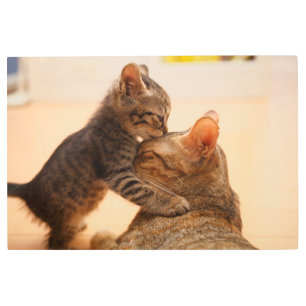 Cutest Baby Animals   Tabby Kitten Kiss Metal Print