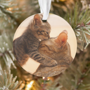 Cutest Baby Animals   Tabby Kitten Kiss Ornament