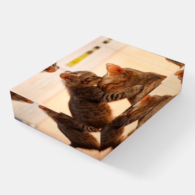 Cutest Baby Animals | Tabby Kitten Kiss Paperweight (Angled)