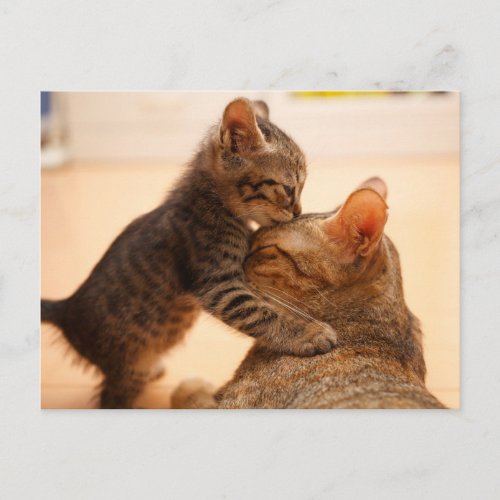 Cutest Baby Animals  Tabby Kitten Kiss Postcard
