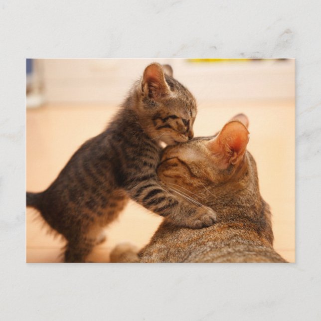 Cutest Baby Animals | Tabby Kitten Kiss Postcard (Front)