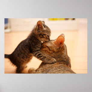 Cutest Baby Animals Tabby Kitten Kiss Poster
