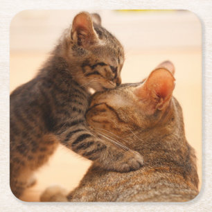 Cutest Baby Animals Tabby Kitten Kiss Square Paper Coaster