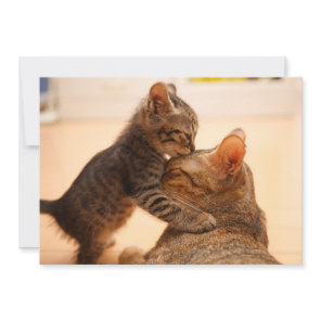 Cutest Baby Animals | Tabby Kitten Kiss Thank You Card