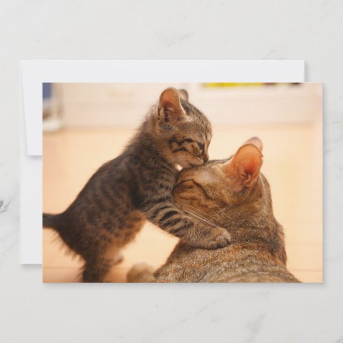Cutest Baby Animals  Tabby Kitten Kiss Thank You Card